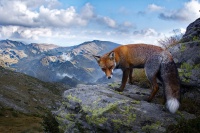 Liska obecna - Vulpes vulpes - Red Fox 2366
